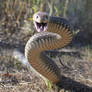 Eastern Brown Snake, Pseudonaja textilis 8