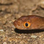 Brown Tree Snake, Boiga irregularis