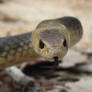 Eastern Brown Snake 9