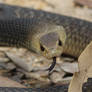 Eastern Brown Snake, Pseudonaja textilis 11 ZOOM