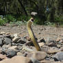 Eastern Brown Snake, Pseudonaja textilis 13