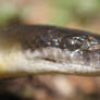 Water Python (Liasis fuscus) 3
