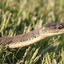 Rough Scaled Snake (Tropidechis carinatus) 3