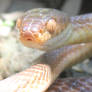 Brown Tree Snake, Boiga irregularis 4