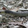 Eastern Brown Snake, Pseudonaja textilis 15