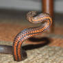 Golden Crowned Snake, Cacophis squamulosus 4