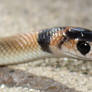 Eastern Brown Snake 16