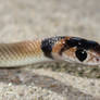 Eastern Brown Snake 17