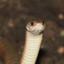 Keelback/Freshwater Snake (Tropidonophis mairii) 1