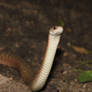 Keelback/Freshwater Snake (Tropidonophis mairii) 2