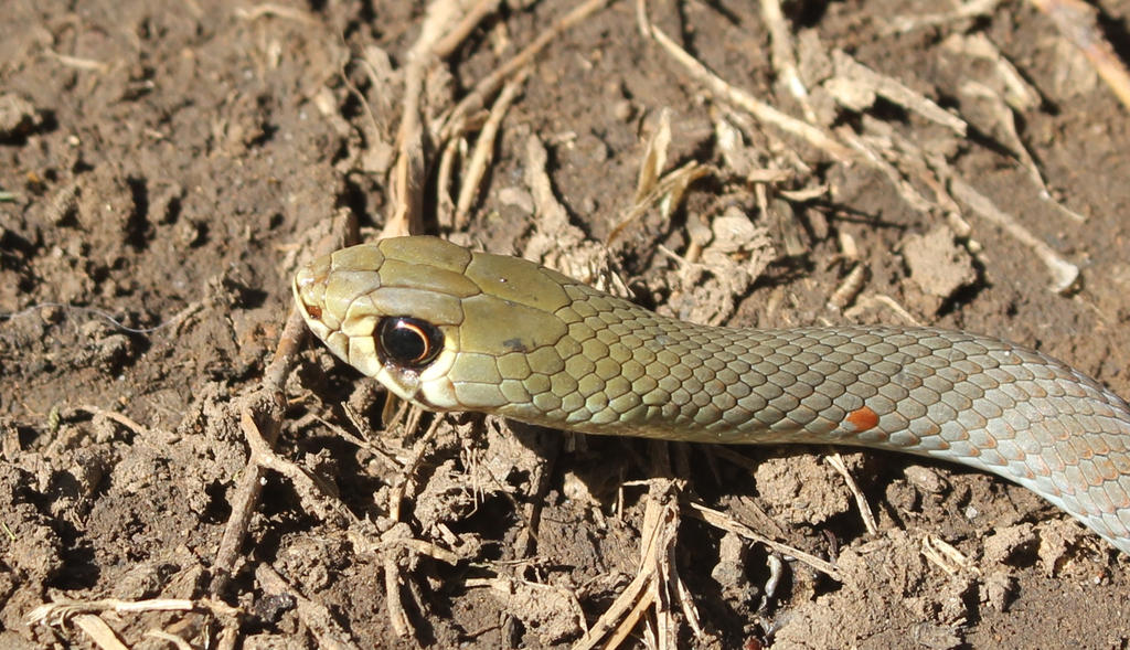 Yellow Faced Whipsnake (Demansia psammophis)