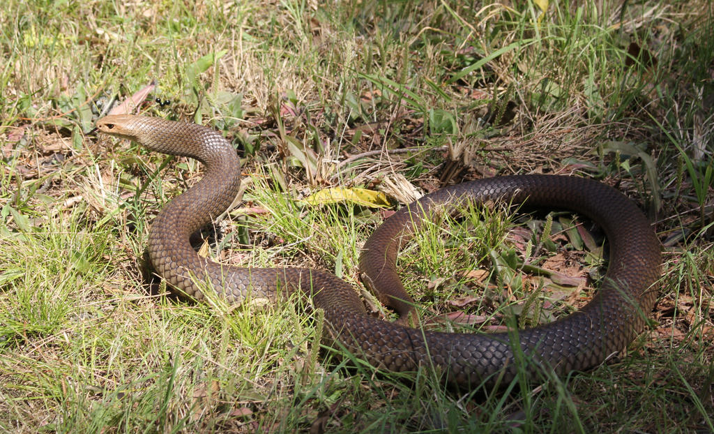 Eastern Brown Snake from Office Drain, Sept. 2017
