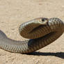 Greasy Eastern Brown Snake from Garage, Sept. 2017