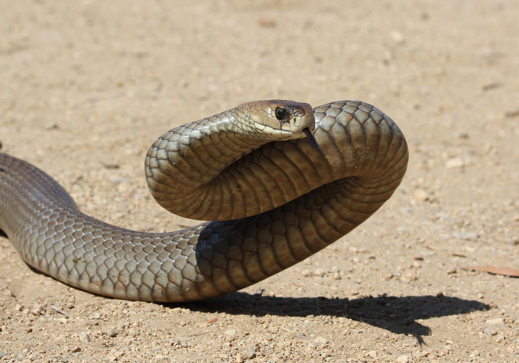 Greasy Eastern Brown Snake from Garage, Sept. 2017