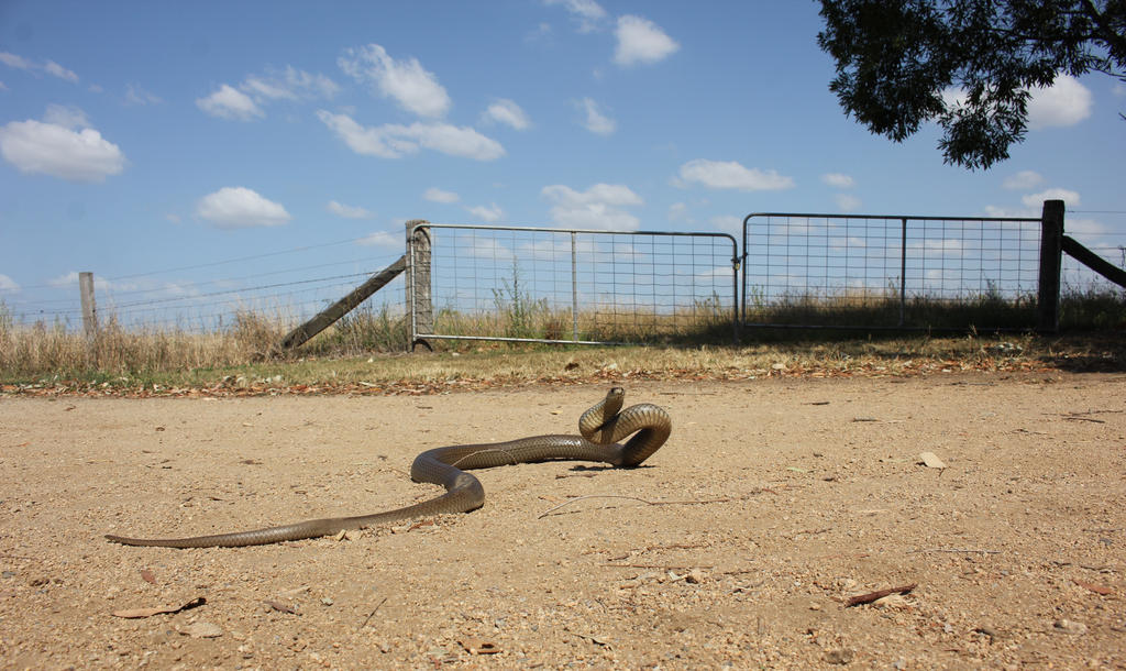 Greasy Eastern Brown from Garage 2, Sept. 2017