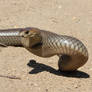 Greasy Eastern Brown Snake from Garage, Sept. 2017