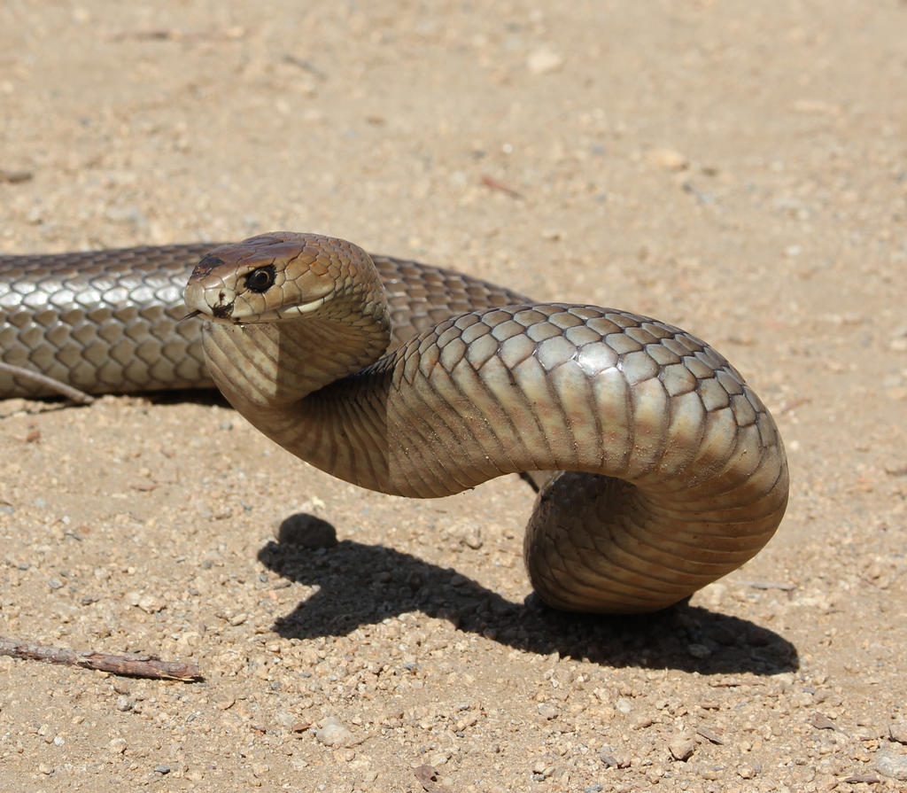 Greasy Eastern Brown Snake from Garage, Sept. 2017