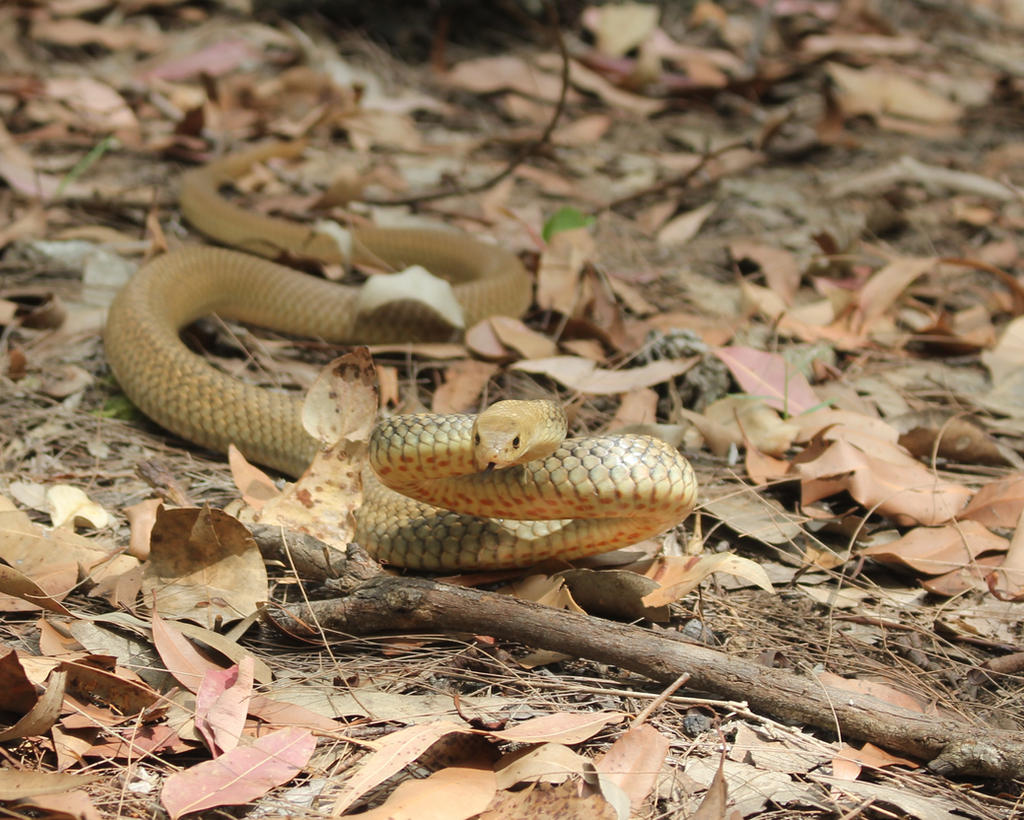 Golden coloured Eastern Brown Snake
