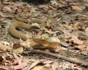 Golden coloured Eastern Brown Snake