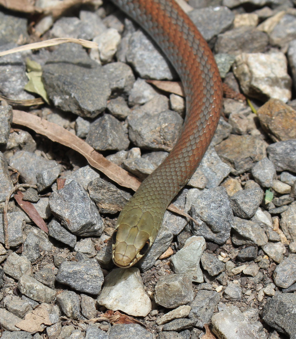 Yellow Faced Whipsnake (Demansia psammophis)
