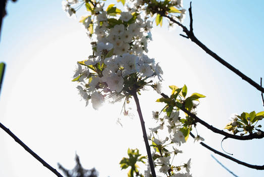 Sunray flower