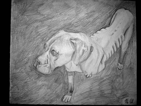 Blind Dog Drawing