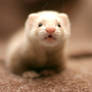 my little ferret
