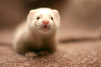 my little ferret