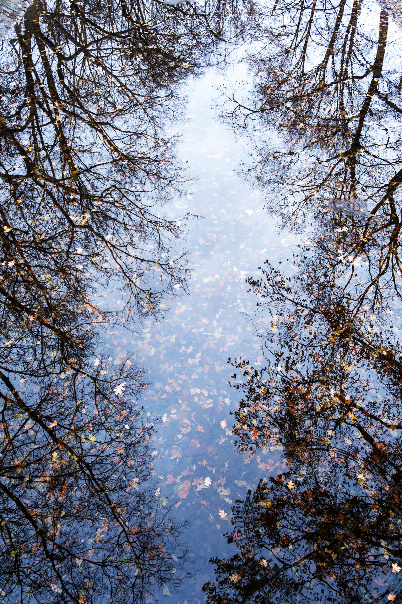 Autumn Mirror
