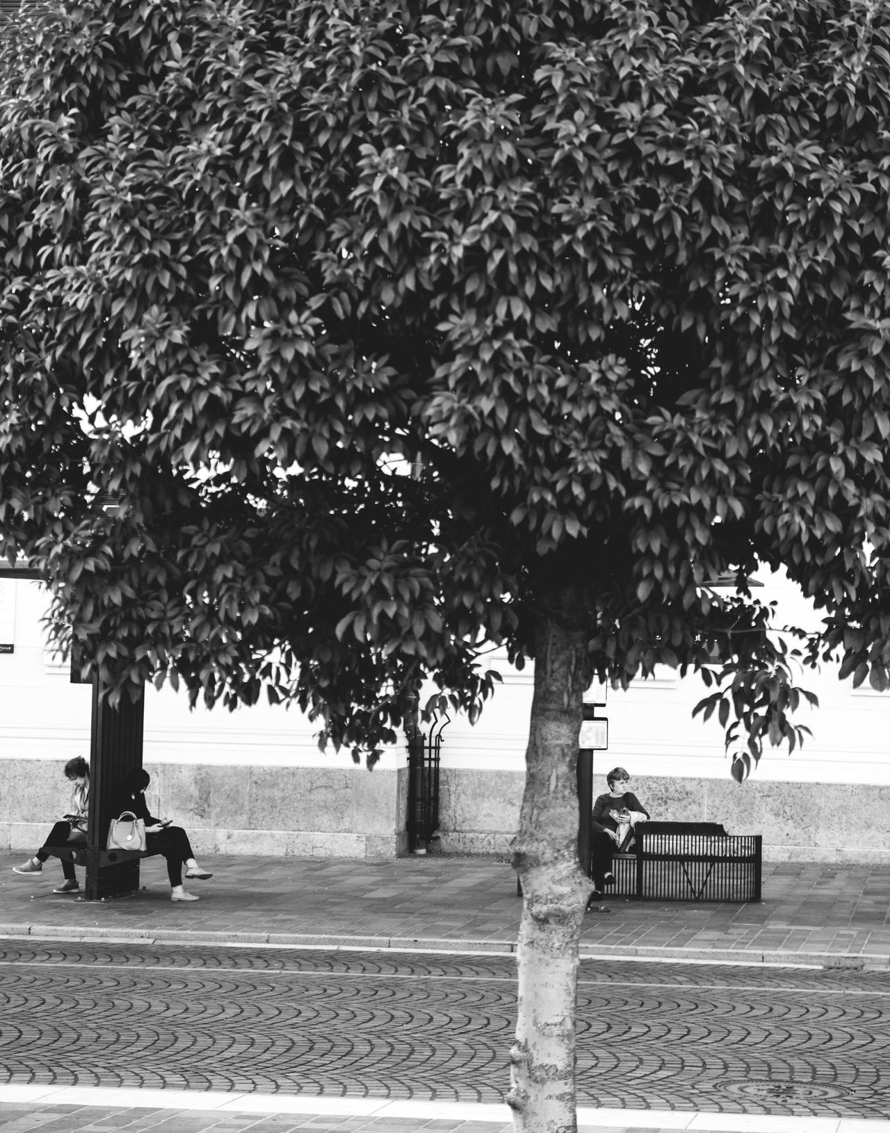 Street Canopy