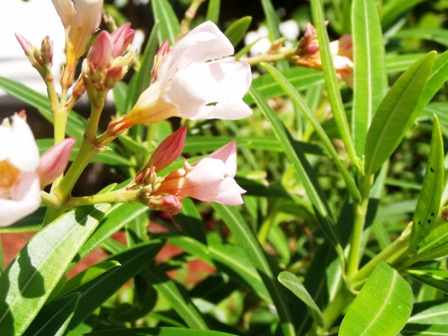 Pink Flower