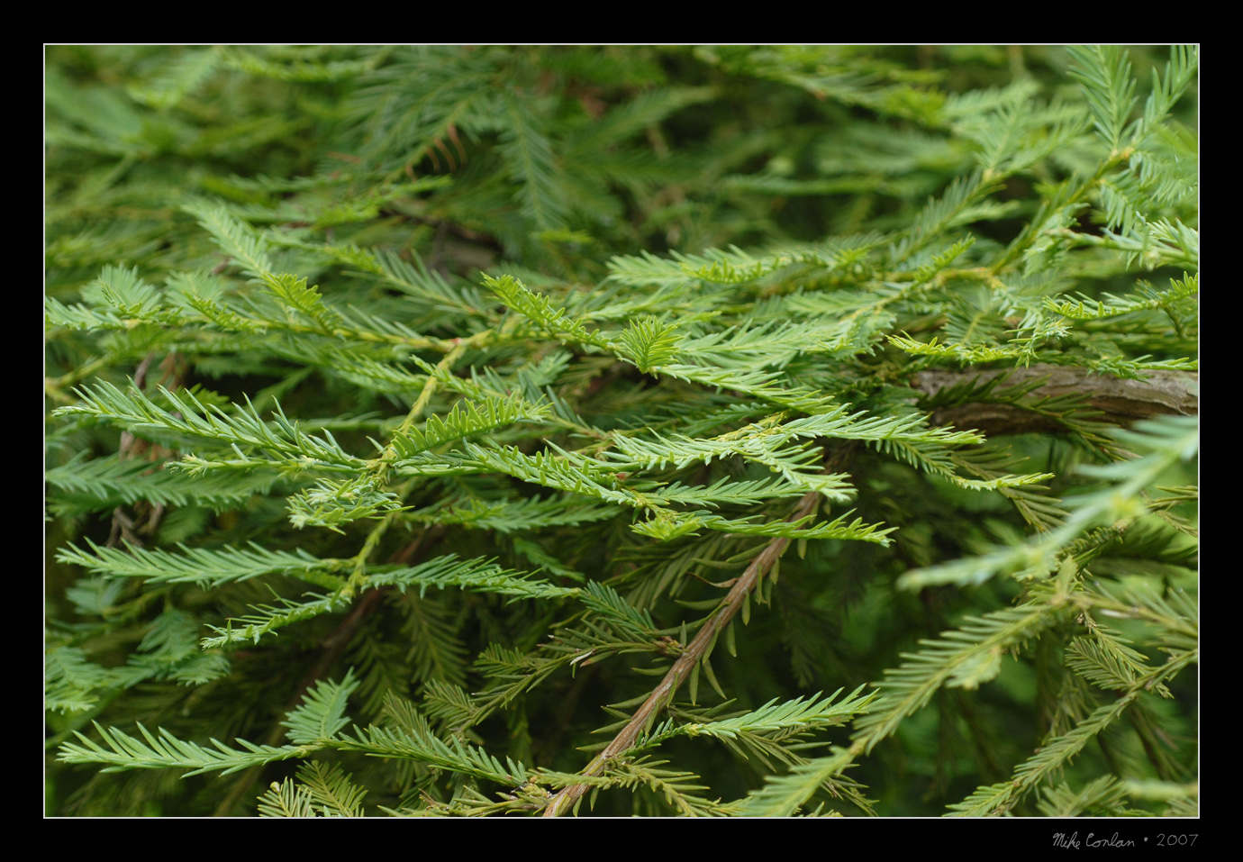 Growing Redwood