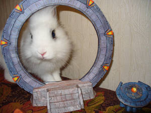 my rabbit from StarGate