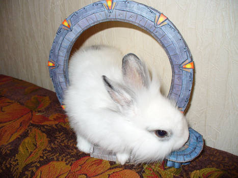 my rabbit from StarGate