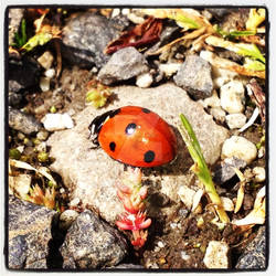 Ladybug 3