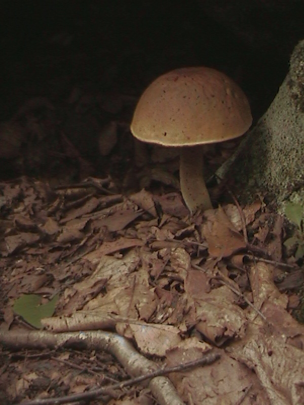 Mushroom