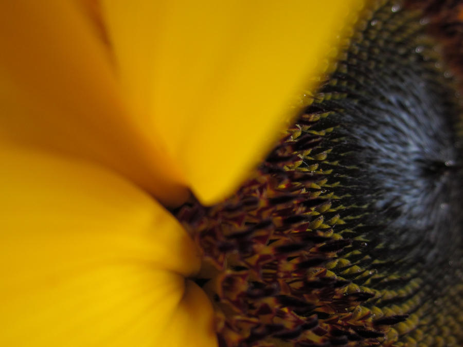 Girasol Zoom 1 by mariapalitos68