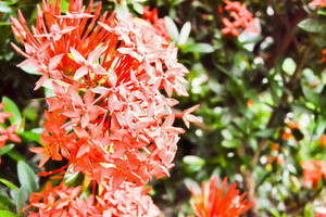 random santan flowers