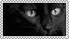 Black Cat Stamp ( And Other Colors)