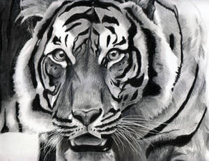 The Sumatran Tiger