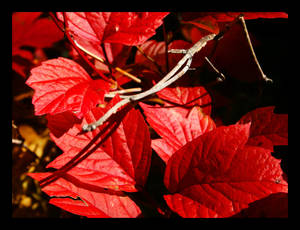 Cherry Red