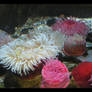 Underwater Bouquet