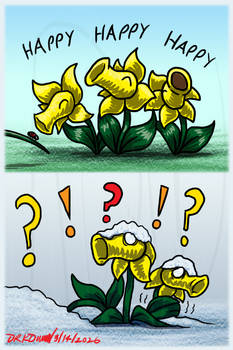 Snow Joke for Daffodils
