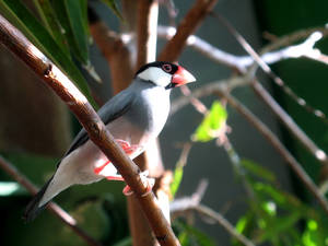 Pensive bird