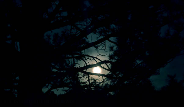 Arboreal Moonlight
