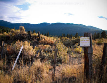 Sunset Sagebrush