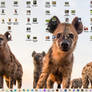 Desktop Dump