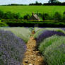 Lavender fields series - 10