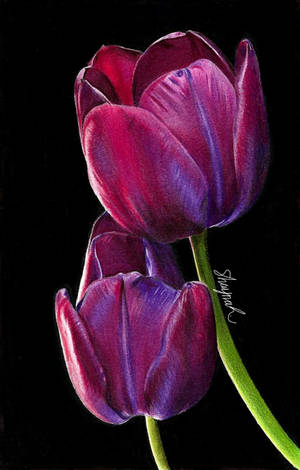 Tulips - Drawing by shaynaJreddick