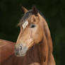 Horse Portrait